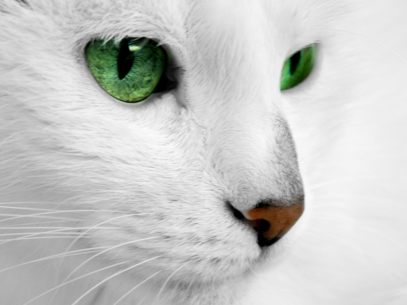 White is ethereal. There is a purity to it.